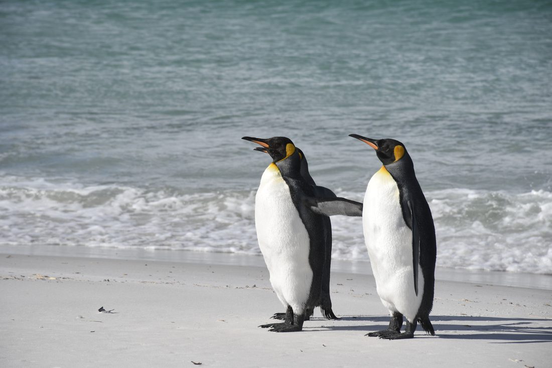 Pingüinos de Magallanes